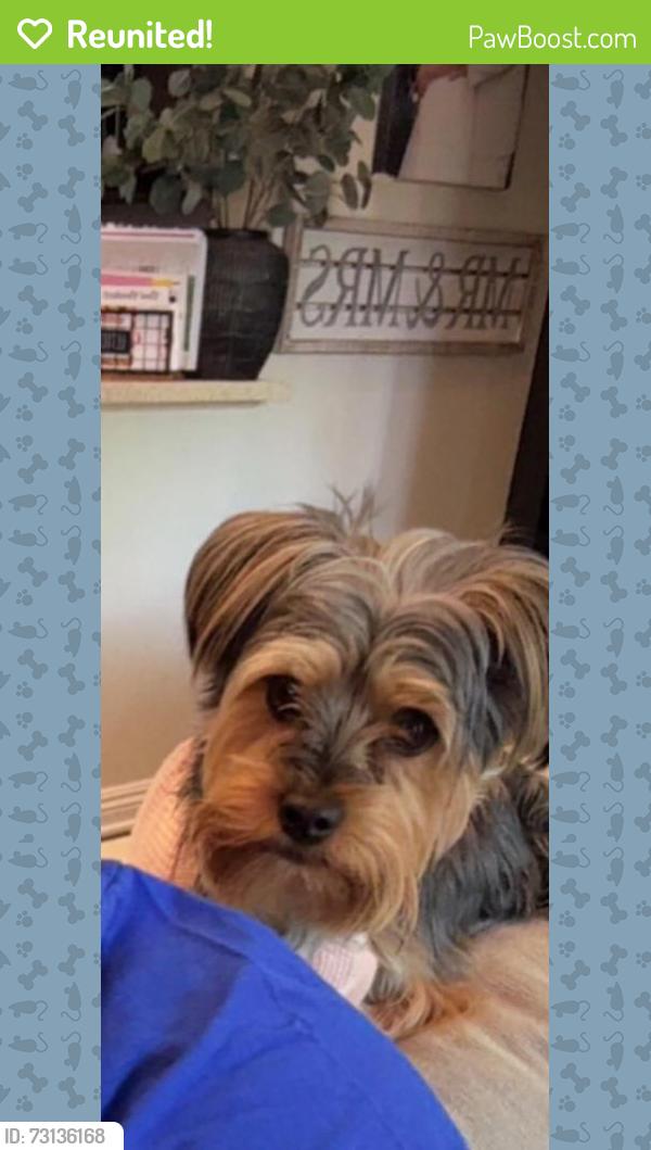 Reunited Female Dog last seen Near E D St, Ontario, CA 91764, USA, Ontario, CA 91764