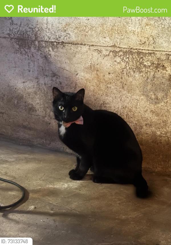 Reunited Male Cat last seen Near S East St, Indianapolis, IN 46225, USA, Indianapolis, IN 46225