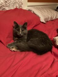 Reunited Female Cat last seen Division Rd and Highway 60, Jackson, WI 53037