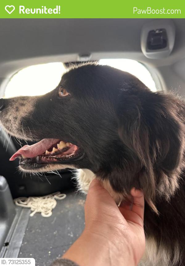 Reunited Unknown Dog last seen On 98th heading towards golf links from bishop o’dowd, Oakland, CA 94605