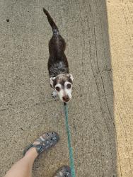 Found/Stray Male Dog last seen Lionel Way and Maria Dr, Fort Worth, TX 76108