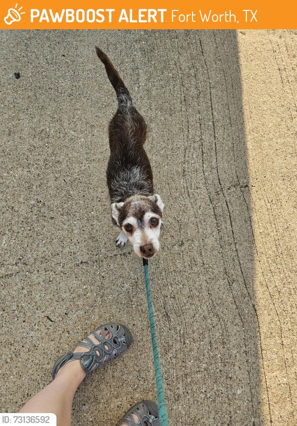 Found/Stray Male Dog last seen Lionel Way and Maria Dr, Fort Worth, TX 76108