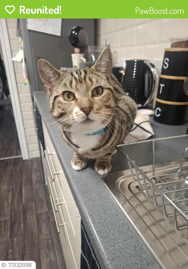 Reunited Male Cat last seen Next to Louise Street, Blackpool, England 