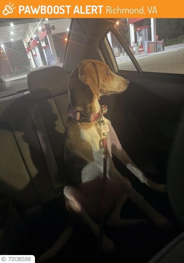 Found/Stray Unknown Dog last seen W broad, Richmond, VA 23241