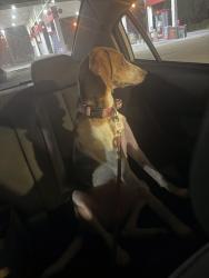 Found/Stray Unknown Dog last seen W broad, Richmond, VA 23241