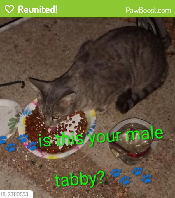 Reunited Male Cat last seen Apache trail and meridian, Mesa, AZ 85208