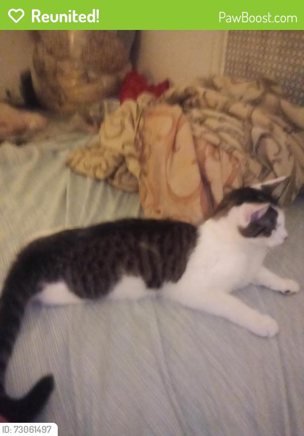 Reunited Male Cat last seen I have no clue check wissinoming park, Philadelphia, PA 19135
