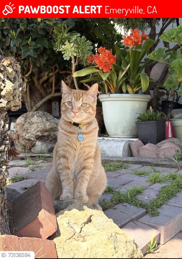 Lost Male Cat last seen Near 44th st Emeryville ca 94608, Emeryville, CA 94608