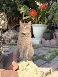 Lost Male Cat last seen Near 44th st Emeryville ca 94608, Emeryville, CA 94608