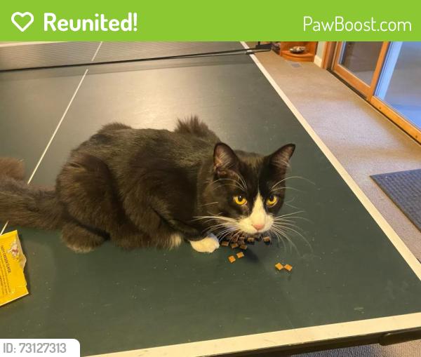 Reunited Male Cat last seen Near Killarney Drive, Bellevue, WA 98004