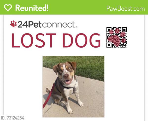 Reunited Male Dog last seen 37th and Newton St., Denver, CO 80211