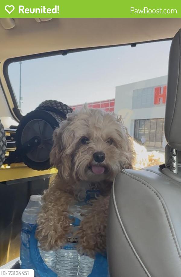 Reunited Male Dog last seen Near Castle Knight Dr, San Antonio, TX 78218, USA, San Antonio, TX 78218