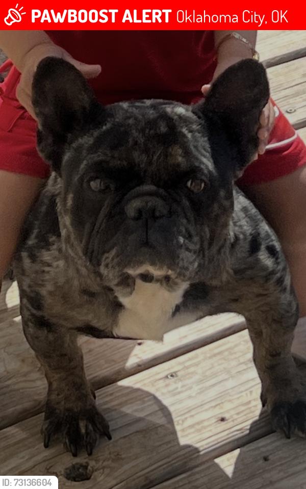 Lost Male Dog last seen W britton rd and western ave, Oklahoma City, OK 73120