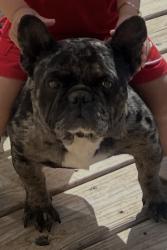 Lost Male Dog last seen W britton rd and western ave, Oklahoma City, OK 73120