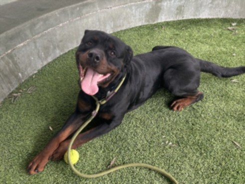 Shelter Stray Male Dog last seen , 1850 W 60th St, Los Angeles, CA 90047, USA