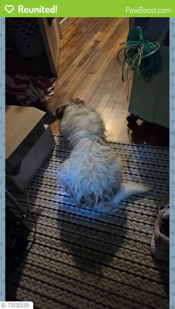 Reunited Male Dog last seen Hank or Hugh’s street behind enterprise rent a car/ mount alto, Rome, GA 30165