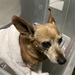 Shelter Stray Female Dog last seen , 1850 W 60th St, Los Angeles, CA 90047, USA
