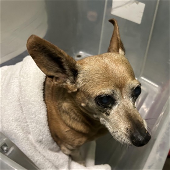 Shelter Stray Female Dog last seen , 1850 W 60th St, Los Angeles, CA 90047, USA