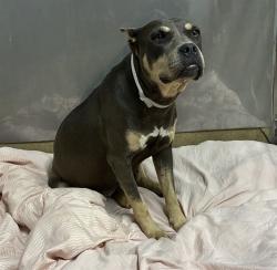Shelter Stray Female Dog last seen , 38550 Sierra Hwy, Palmdale, CA 93550, USA