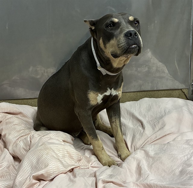 Shelter Stray Female Dog last seen , 38550 Sierra Hwy, Palmdale, CA 93550, USA