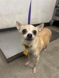 Shelter Stray Female Dog last seen Near BLOCK FRESNO ST, FRESNO CA 93721 1324, 5277 E Airways Blvd, Fresno, CA 93727, USA