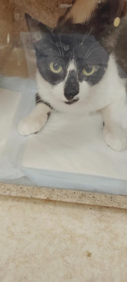 Shelter Stray Female Cat last seen , 957 N Gaffey St, San Pedro, CA 90731, USA