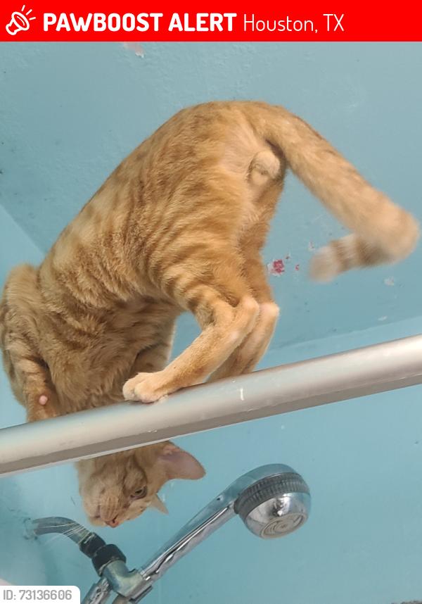 Lost Male Cat last seen Turner dr 77076, Houston, TX 77076