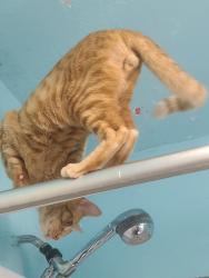 Lost Male Cat last seen Turner dr 77076, Houston, TX 77076