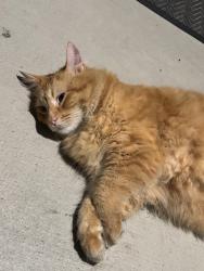 Found/Stray Unknown Cat last seen Pinnacle Pines Dr, Fort Myers, FL 33907