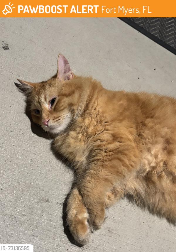 Found/Stray Unknown Cat last seen Pinnacle Pines Dr, Fort Myers, FL 33907