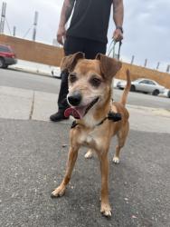 Reunited Male Dog last seen Good Samaritan hosp, San Jose, CA 95124