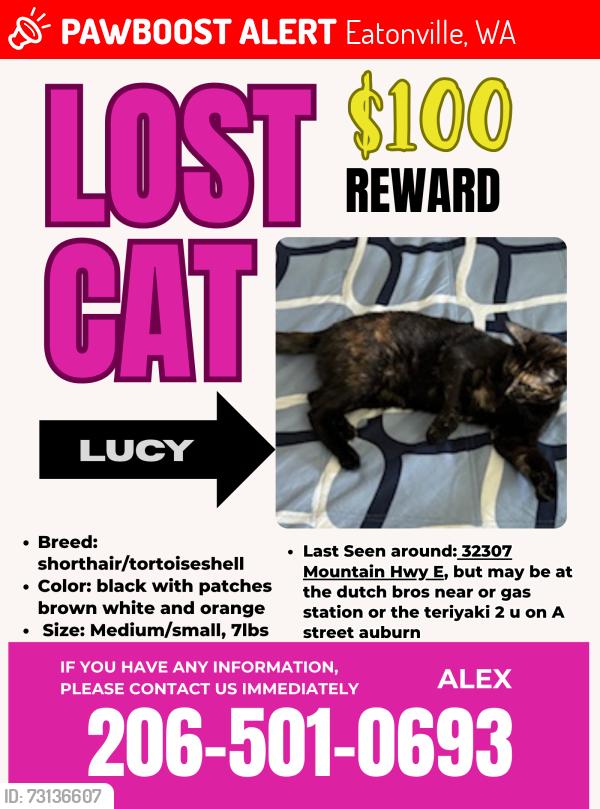 Lost Female Cat last seen Near Mountain Hwy E, Eatonville, WA 98328