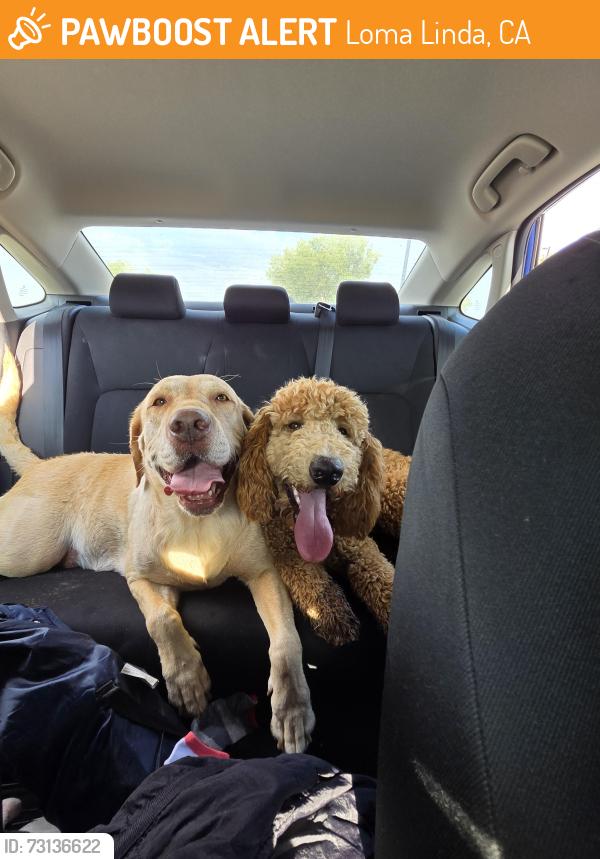 Found/Stray Female Dog last seen Leonard Bailey Park, Loma Linda, CA 92354