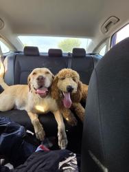 Found/Stray Female Dog last seen Leonard Bailey Park, Loma Linda, CA 92354