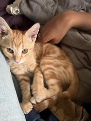 Reunited Male Cat last seen Martin Luther King jr. way, Oakland, CA 94609