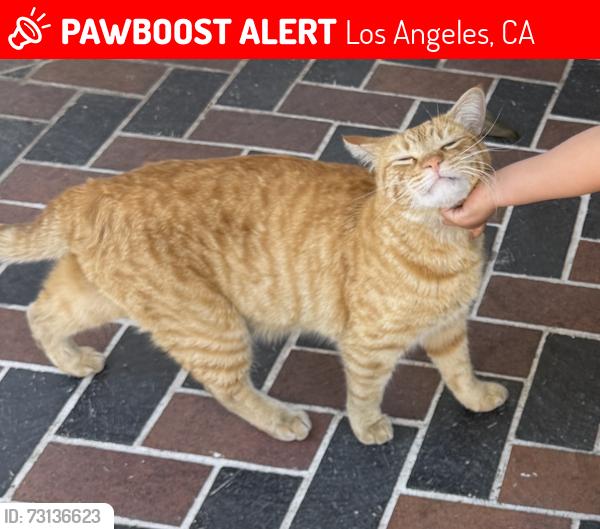 Lost Male Cat last seen Tupper st and Langdon ave in north hills, CA, Los Angeles, CA 91343