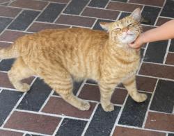 Lost Male Cat last seen Tupper st and Langdon ave in north hills, CA, Los Angeles, CA 91343