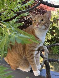 Reunited Male Cat last seen Eisenhower Dr NW and Dalke Ridge Ct NW, Salem, OR 97304