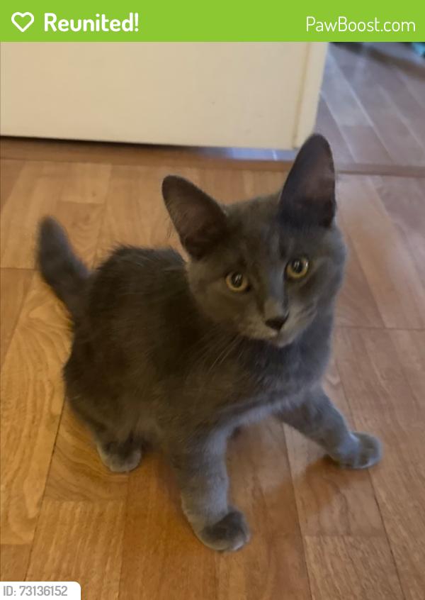 Reunited Male Cat last seen Chapparal Park, Scottsdale, AZ 85250