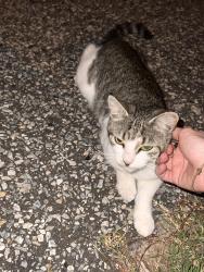 Found/Stray Unknown Cat last seen Under a car, Millville, NJ 08332