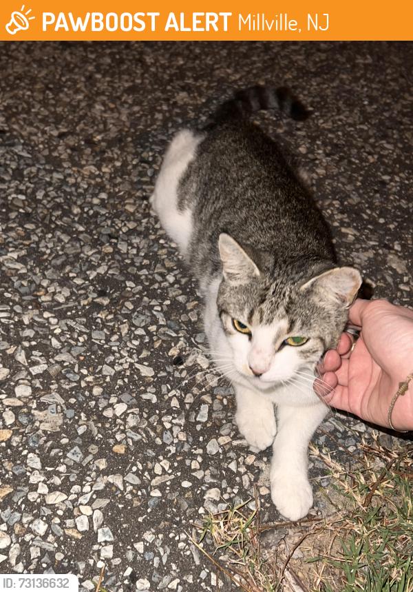 Found/Stray Unknown Cat last seen Under a car, Millville, NJ 08332