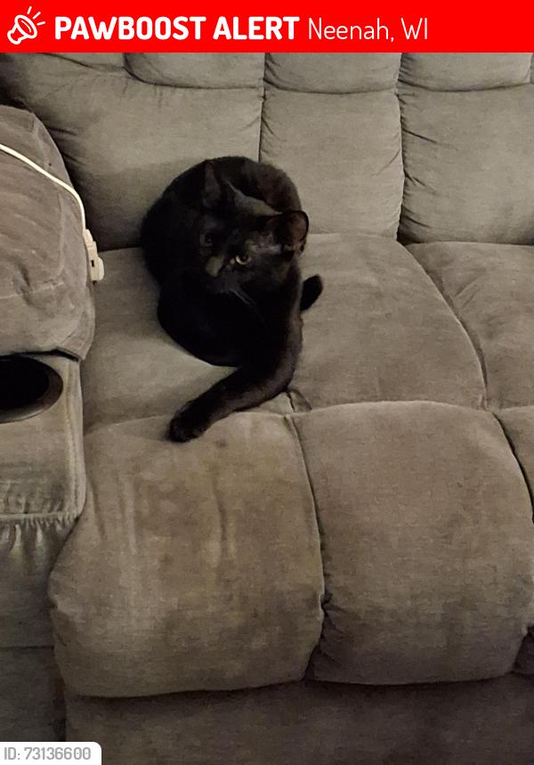 Lost Male Cat last seen Laurel Ct , Neenah, WI 54956