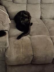 Lost Male Cat last seen Laurel Ct , Neenah, WI 54956