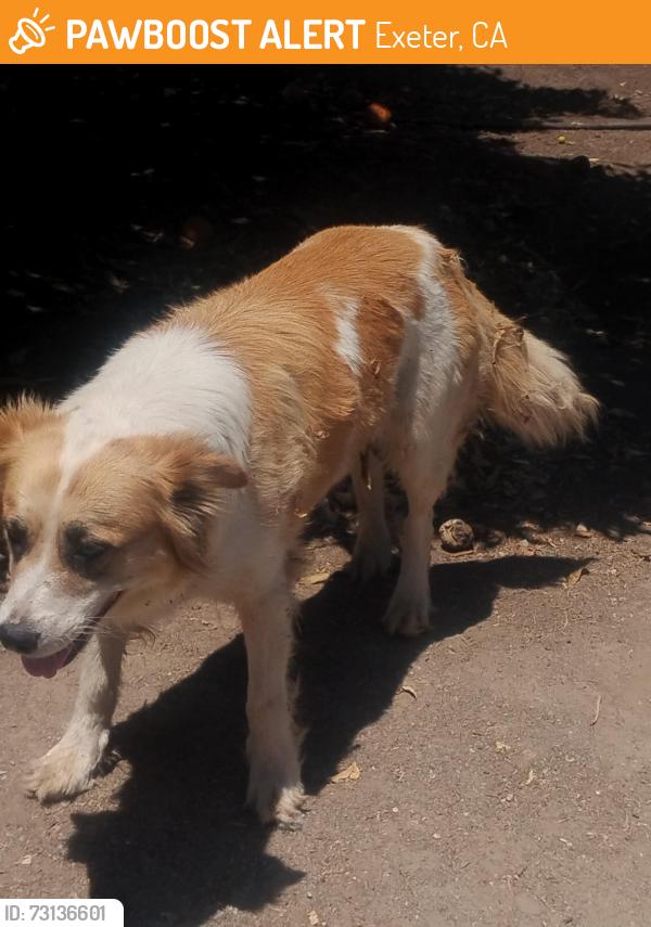 Found/Stray Male Dog last seen E List Ave and Kaweah, Exeter, CA 93221