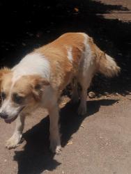 Found/Stray Male Dog last seen E List Ave and Kaweah, Exeter, CA 93221