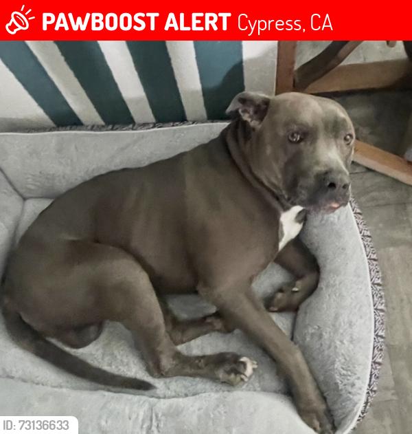 Lost Male Dog last seen Evergreen park, Cypress, CA 90630