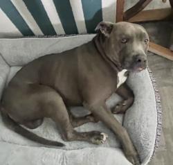 Lost Male Dog last seen Evergreen park, Cypress, CA 90630