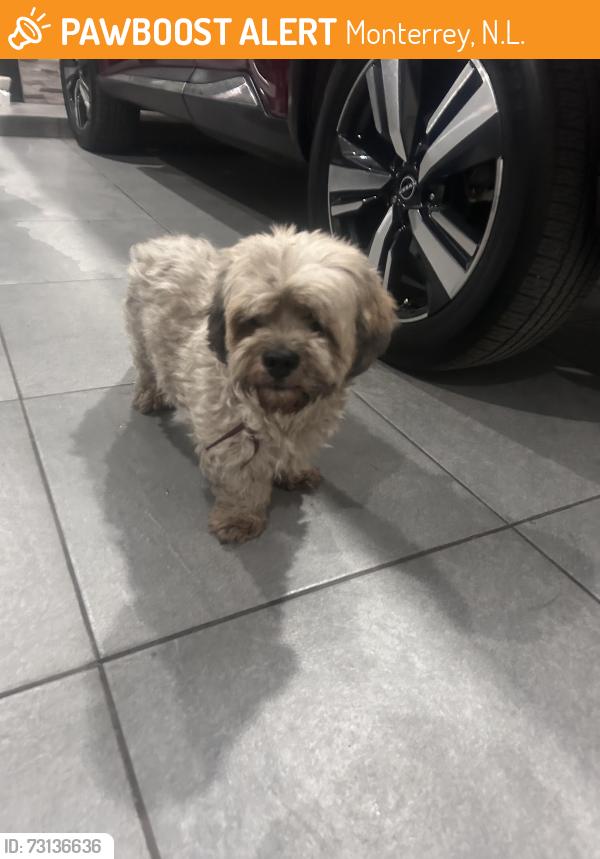 Found/Stray Male Dog last seen Estación para llenar gas en Ruiz cortinez antes de Miguel aleman, Monterrey, N.L. 