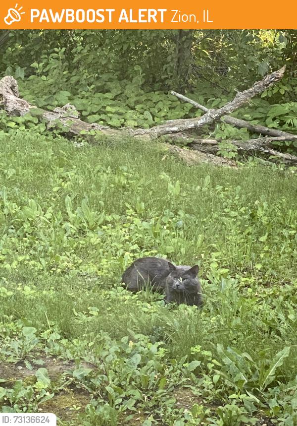 Found/Stray Unknown Cat last seen Salem blvd and Lewis Ave Zion Il, Zion, IL 60099