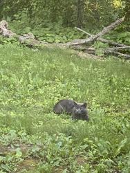 Found/Stray Unknown Cat last seen Salem blvd and Lewis Ave Zion Il, Zion, IL 60099